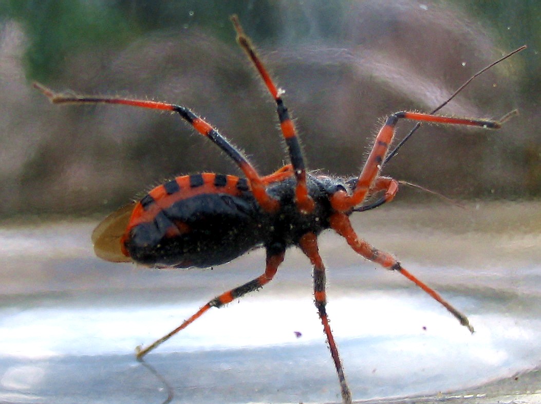 Rhynocoris cuspidatus, nuovo per la fauna italiana